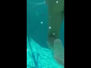 underwater blowjob from the little mermaid