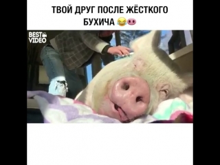 pig bleat