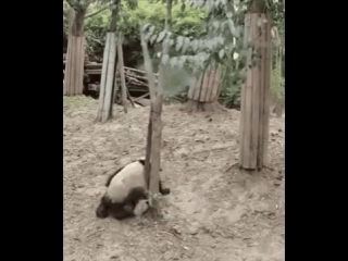 fucking pandas scared))